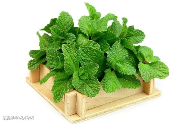 نعناع (Mint) خواص، موارد مصرف، عوارض، تداخل دارویی و منع مصرف