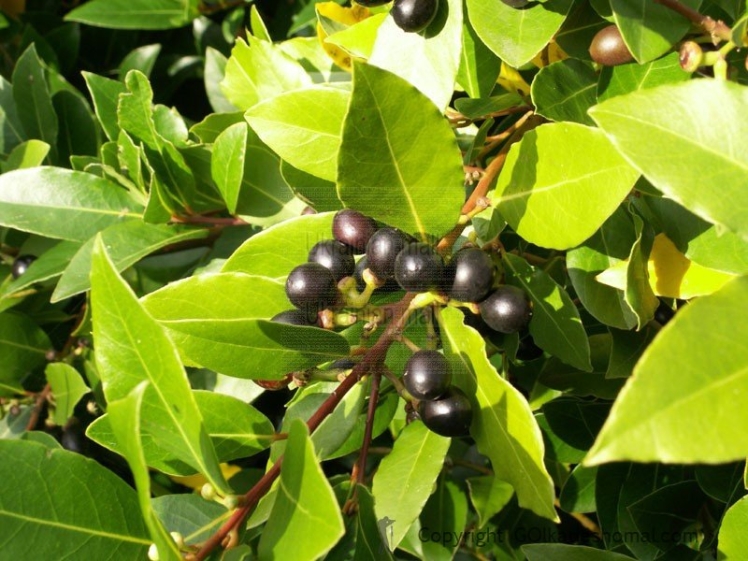 برگ بو ( Bay leaf ) ادویه‌ای خوش‌عطر با هزار خاصیت درمانی و نکات ایمنی