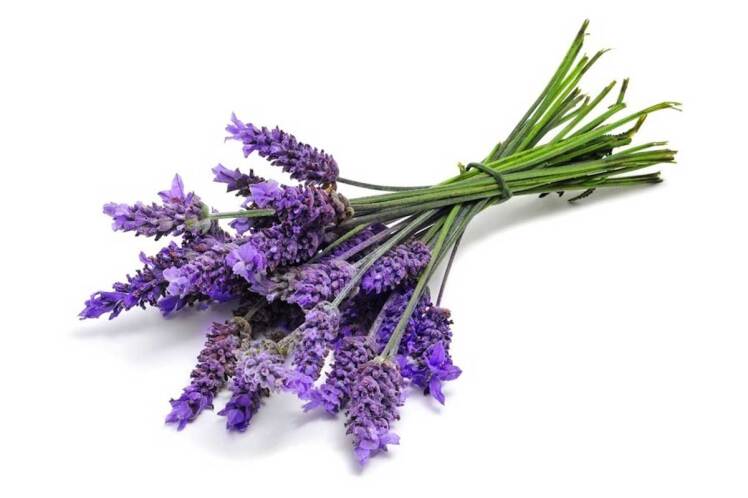 اسطوخودوس ( Lavandula angustifolia ) راز آرامش، خواب شیرین و زیبایی طبیعی در یک گیاه