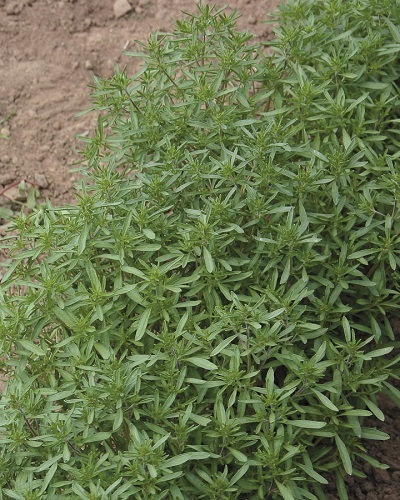 مرزه (Savory) گیاه معطر ضدنفخ و معجزه‌ای برای سلامت گوارش و مفاصل