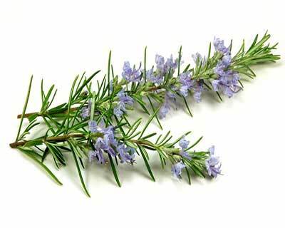 رزمارى (Rosemary) اکسیر جوانی و تمرکز با خواص بی‌نظیر درمانی