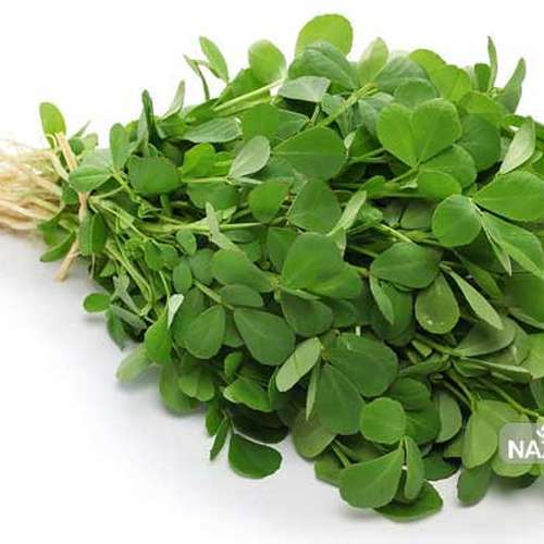 شنبليله (Fenugreek) گیاه طلایی برای کنترل قند خون، زیبایی پوست و تقویت شیردهی