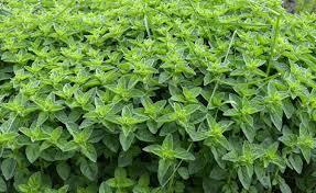چوچاق (Chochaq / Eryngium caucasicum) گنج سبز شمال با عطر آرامش و قدرت درمان طبیعی
